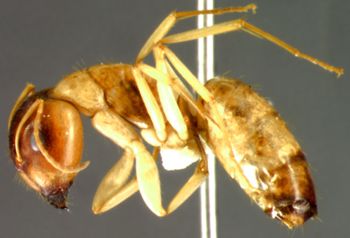 Media type: image;   Entomology 22947 Aspect: habitus lateral view